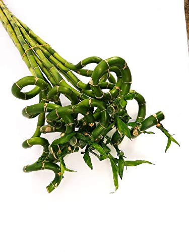 POWERS TO FLOWERS - LUCKY BAMBOO, 10 PEZZI LUNGHEZZA 40CM A SPIRALE, Pianta Vera