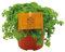 Pilea Depressa - Kanonierblume - Zimmerpflanze - Ø10,5cm - ↑15cm