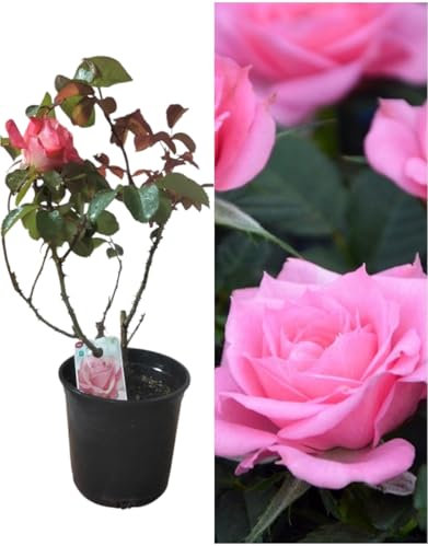 Planta natural Rosal de Flor Rosa, 30-40 cm. Flores muy aromaticas. Atrae polinizadores, decora el jardín y mejora el bienestar emocional. Segura Garden