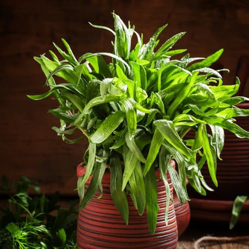 semillas de estragón de balcón jardineros silvestres productos sostenibles extraño jardín semillas cultivo jardín 600pcs