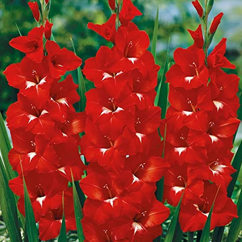 25 x Gladiolus Large Flowering Red – Bold Long-Lasting Cut-Flowers – Perennial – Summer Flowering Bulbs – for Your Beautiful Garden