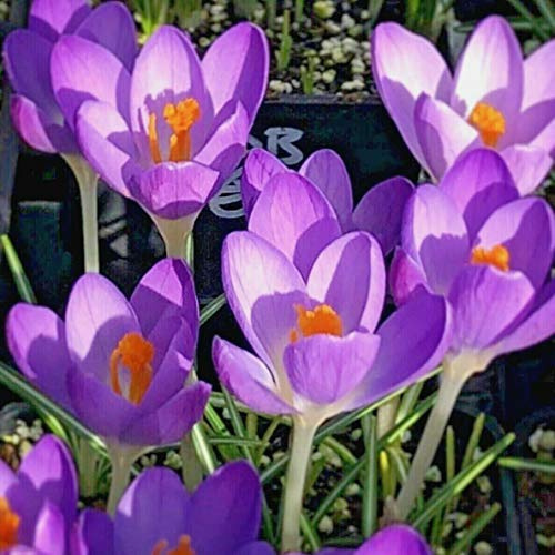 Species Crocus Barrs Purple Flower Bulbs (30)