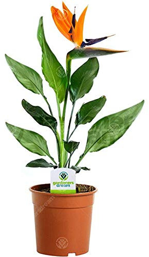 Strelitzia – 1 plante d’intérieur – Maison/Bureau Plante en pot 12 cm