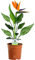Strelitzia – 1 plante d’intérieur – Maison/Bureau Plante en pot 12 cm