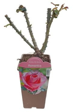 Rosal Perfumado Rosa en Maceta Arbusto Vivo con Floración Abundante en Tonos Surtidos