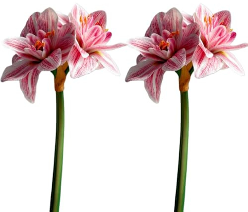 CCUUHJ Künstliche Amaryllis Seidenblume, Rot, 62cm Höhe, Kunstblume mit Naturgetreuer Blüte für Tischdeko und Winterdeko, 2 Stück (Rosa)