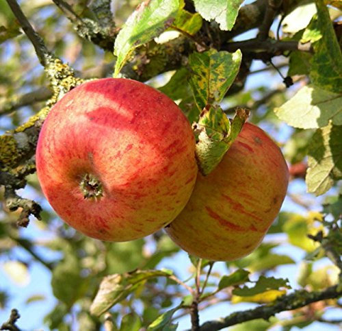 Apfelbaum Goldparmäne Apfel Goldparmäne - Malus Goldparmäne Containerware 120-160 cm hoch, Obstbaum kaufen