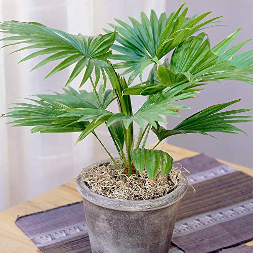Livistona Palm Tropical Palm Indoor Decorative Houseplant Supplied in 15cm Pot