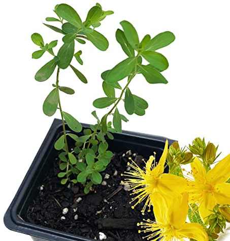 Organic Saint John's Wort Plant, (Hypericum Perforatum) 2.5 inch Pot - St. John's Wort Live Plant