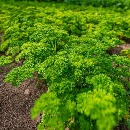 600 Pcs Petersilie Samen Mehrjährig - Gartenkräuter, Wintergemüse Petersiliensamen Seltene Pflanzen, Gemüse Samen Kräuter Samen, Alte Gemüsesorten Samen Kräuter, Gemüsesamen Winterhart