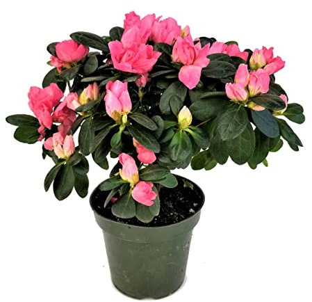 Azalea Natural Planta de Exterior con Flores de Distintos Colores