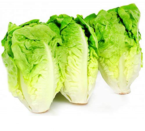 100 Graines de Laitue Sucrine - légume ancien - jardin potager - semences paysannes reproductibles - SemiSauvage