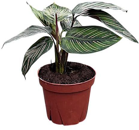 Calathea Beauty Star Live Plant in 4 Pot – Prayer Plant Indoor Houseplant, Pet Friendly, Easy Care, Low Maintenance Tropical Foliage Plant for Home or Office