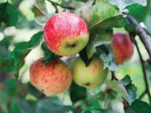 Melo pianta da frutta innestata di 2/3 anni in vaso da 5 litri MADE IN ITALY Vivaio di Castelletto
