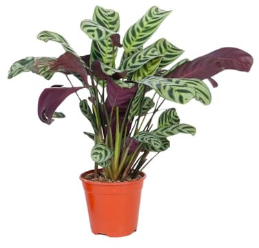 Plant in a Box - Ctenanthe 'Marante' - Ctenanthe burle-marxii - Feuilles vertes/violettes - Pot 12cm - Hauteur 25-40cm