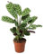 Plant in a Box - Ctenanthe Burle-Marxii - Zimmerpflanze - Fischgrät-Gebetspflanze - Topf 12cm - Höhe 25-40cm
