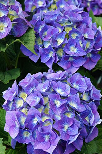 Hortensie blaue Blüte Bauernhortensie Bela Hydrangea macrophylla Bela Containerware 30-40 cm hoch