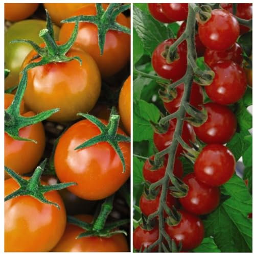 Tomato 'Sweetest Duo' Seed Collection - Sungold F1 Hybrid & Sweet Apéritif - Irresistibly Sweet High Yield Tomatoes for Greenhouses - 2 Packets - 1 of Each Variety (18 Seeds) by Thompson & Morgan
