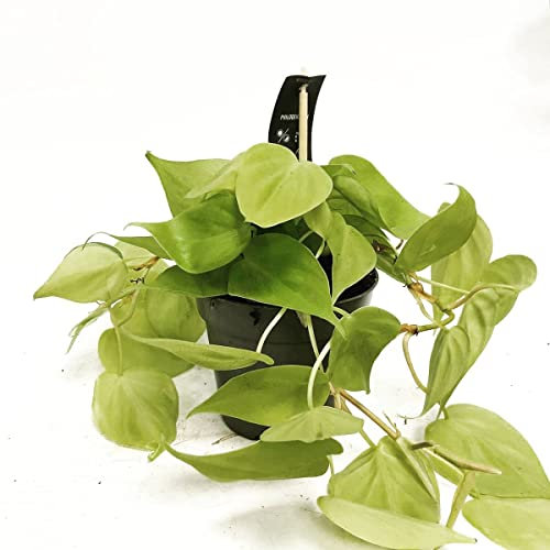 Philodendron Scandens Lemon Lime - Heart Shaped Velvet Leaves - Indoor Live Potted Plant - in 12cm Pot