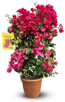 Attitude Jardin - Bougainvillier palissé - plante fleurie - 80-90 cm - ⌀ 21 cm - plante d'extérieur - fleur fuchsia