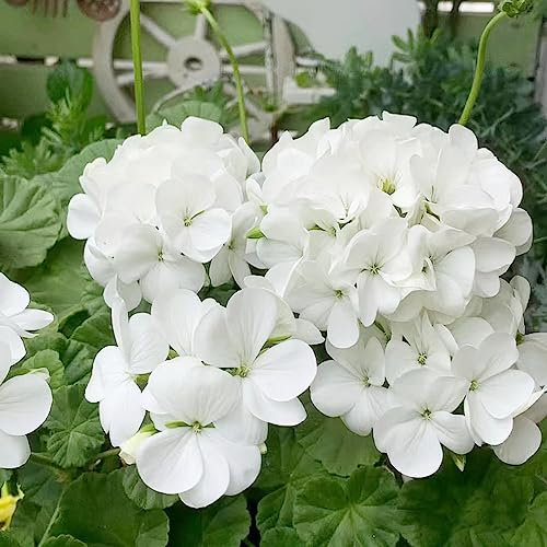 50 pcs geranien hängend samen - pflanzen für balkonkästen winterhart balkonblumen geranie,Pelargonium hortorum, balkonpflanzen winterhart mehrjährig garten samen winterfeste pflanzen