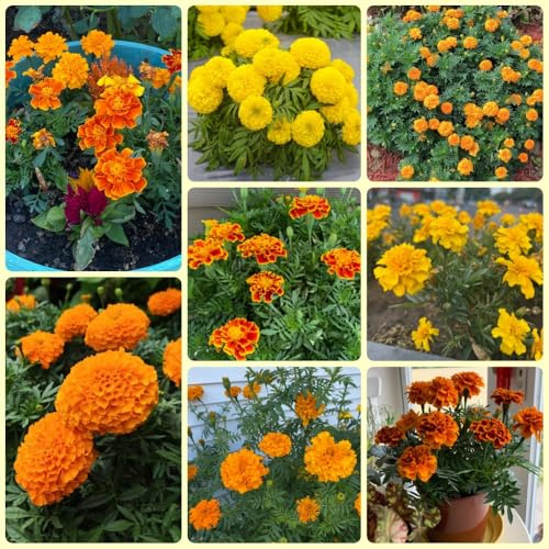 Semillas de caléndula, decoración de jardín para exterior Tagetes erecta semillas de cobertura del suelo resistentes semillas de silvestres 200pcs