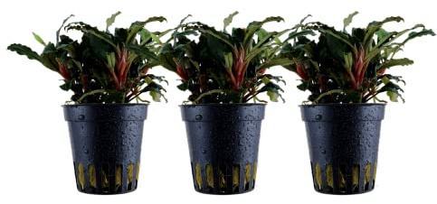AquaOne Akvariumväxt 3 stycken Bucephalandra sp. 'Red' I vattenväxt akvarieväxt rotpinne/rhizom helt rotad lätt att rengöra aquascaping dekoration