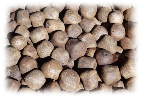 50 grammes de Graines de palmier doum (Hyphaene coriacea) soit environ 6 graines brutes et sèches à trancher, sculpter ou polir. Récoltées à Madagascar