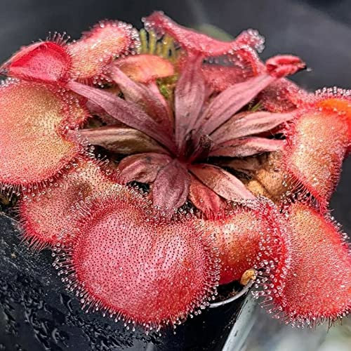 20 piantine solare per la crescita della casa, rare Drosera Falconeri semi carnivore semi floreali naturali per la crescita all'aperto Seme 1size