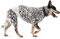 Amazon Basics Hundewindel für Rüden, Einwegwindeln, Mittel (Pack of 50), Weiß