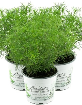 3er Set Lakritz-Tagetes, Frische Lakritz Pflanze (Tagetes filifolia)