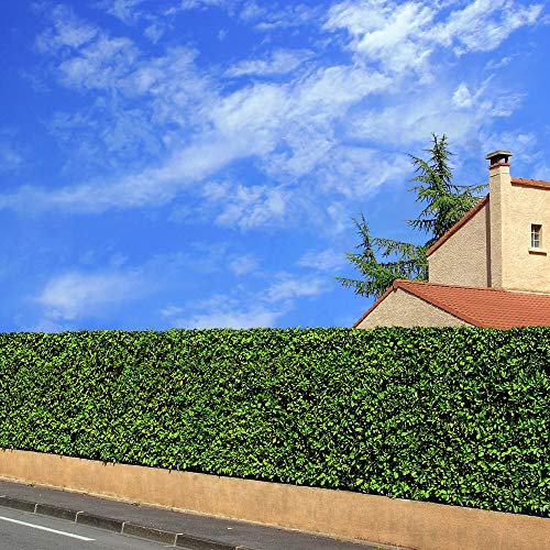 Thompson & Morgan Cherry Laurel Hedging Hardy Garden Plants, Evergreen for Year Round Screening, Ideal for Boundaries, 1, 10, 25, 50 or 100 x Cherry Laurel Hedging Bare Root Plants (1)