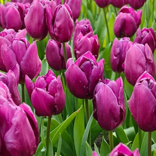 Bulbi di tulipano resistenti ornamentali del varietà antiche biologiche rare bulbi d'appartamento esotiche giardino 9pcs
