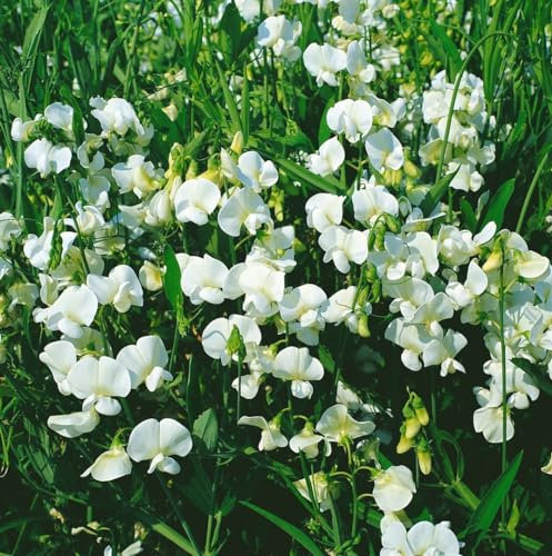 Lathyrus latifolius 'Weiße Perle' 9x9 cm Topf – Winterhart, Mehrjährig, Pflegeleicht – Staudenwicke – Kletterpflanze für Pergola & Rankhilfe