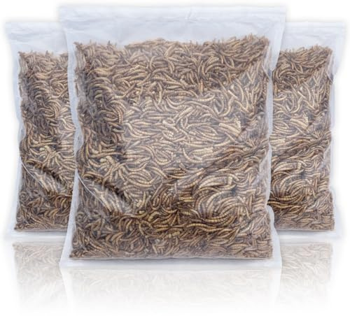 UK Grown Dried Mealworms for Birds & Reptiles – High Protein Natural Treat – Fresh Daily Packed, Premium Quality Insects – Multiple (5 Litre Clear Bag)