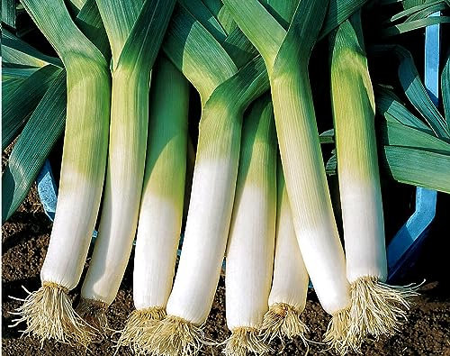 Leek Winner - 400 Seeds + Plant tag + Freebie - Allium Porrum - Winter Hardy Variety
