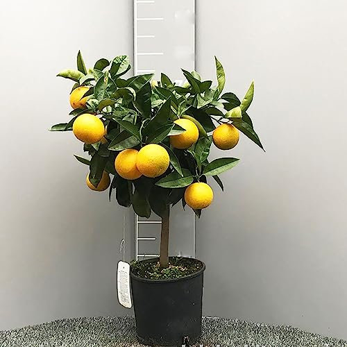 SAVINI VIVAI Oranger de Valence, oranger agrume en pot de 20 cm, hauteur 70 cm, 2-3 ans de greffage, fabriqué en Italie