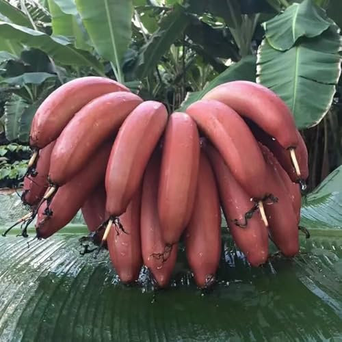 bananenpflanze winterhart bananenbaum samen, obst samen, grünpflanzen zimmerpflanzen bananen bananensamen, frisches obst, deko wohnzimmer obstsamen, winterfeste pflanzen für balkon 65pcs