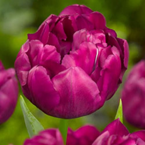 100Pcs Graines de Tulipes, Non-OGM, Faciles à Cultiver, Haute Germination, Adaptées aux Débutants, Pour Jardin Extérieur et Décoration Florale (Rouge)