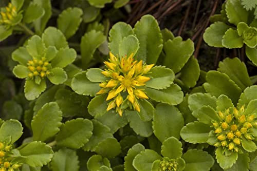 Sedum floriferum 'Weihenstephaner Gold' 9x9 cm Topf – Winterhart, Mehrjährig, Pflegeleicht – Fetthenne – Bodendecker für Steingarten & Beet