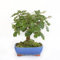 KENTIS - Bonsái Quercus Pubescens - Bonsái de Roble Pubescente Japonés - Maceta de Cerámica de Ø 21 cm H 25-35 cm