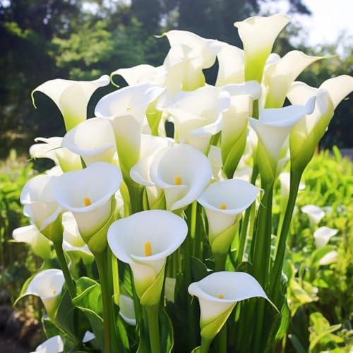 Bulbos de cala, cala blanca: resistente, perenne y fácil de cultivar. Regalos para los amantes del jardín.-B-4 bulbos
