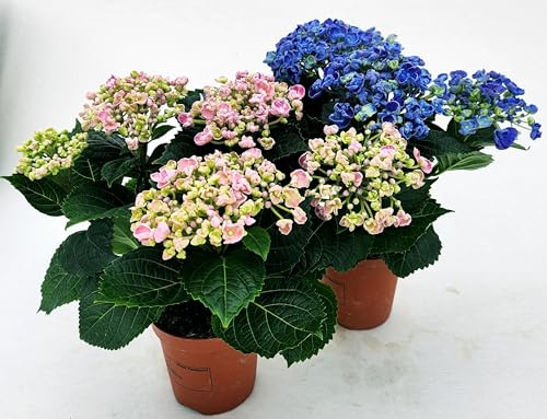 POWERS TO FLOWERS - ORTENSIA NANA ROSA e BLU HOPCORN, IN VASO 11CM DIAMETRO, pianta vera