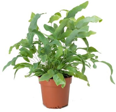 Helecho Plateado Natural Planta Fácil de Cuidar para Interiores