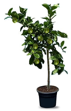 Tilleul - 8 ans - Citrus Latifolia - Agrumes - Fruits - Taille L - 160 centimètres