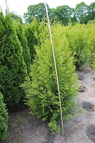 Thuja occidentalis 'Brabant' 150–175 cm – Winterhart, Immergrün, Pflegeleicht – Lebensbaum – Heckenpflanze für Garten & Sichtschutz