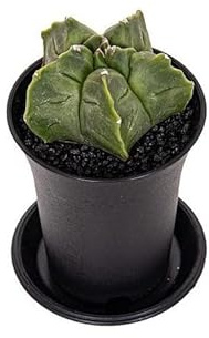 CACTUS NATURAL ASTROPHYTUM MYRIOSTIGMA M8 15CM CATUS Y SACRAS DE COLECCIÓN