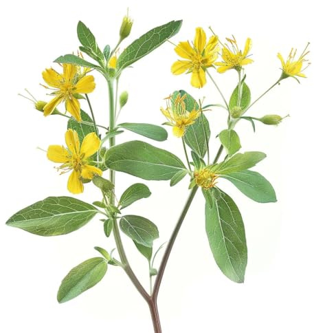 1500 Johannesört androsem frön (hypericum androsaemum) - SemiSauvage Permaculture