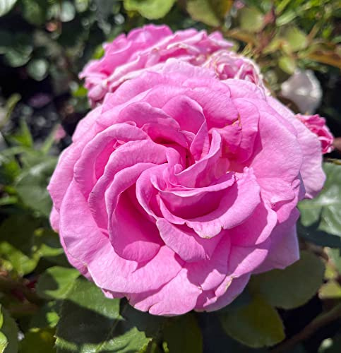 YouGarden Susan's Rose, Established Rose in 3L Pot