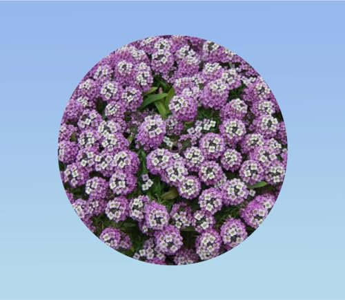 1450 graines alysse VIOLET QUEEN - Alyssum maritimum - fleurs rampantes - tapis de fleurs